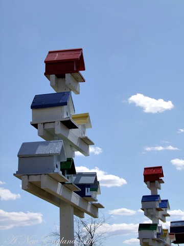 [Birdhouses sky view[4].jpg]