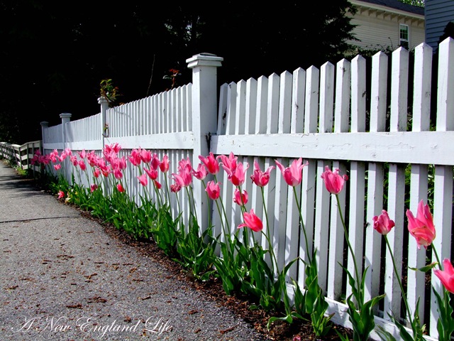 [Tulips on fence b[4].jpg]