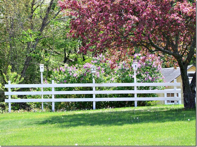 Lilac fence bird houses