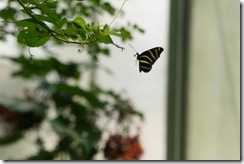 IMG_0709 IMG_0709