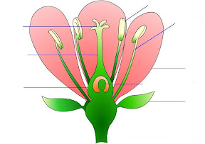 ELT CLIL ESL EFL Parts of a flower game activity