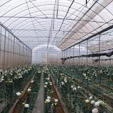 Eustoma kas