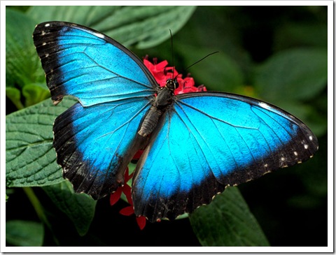 butterfly_08_m