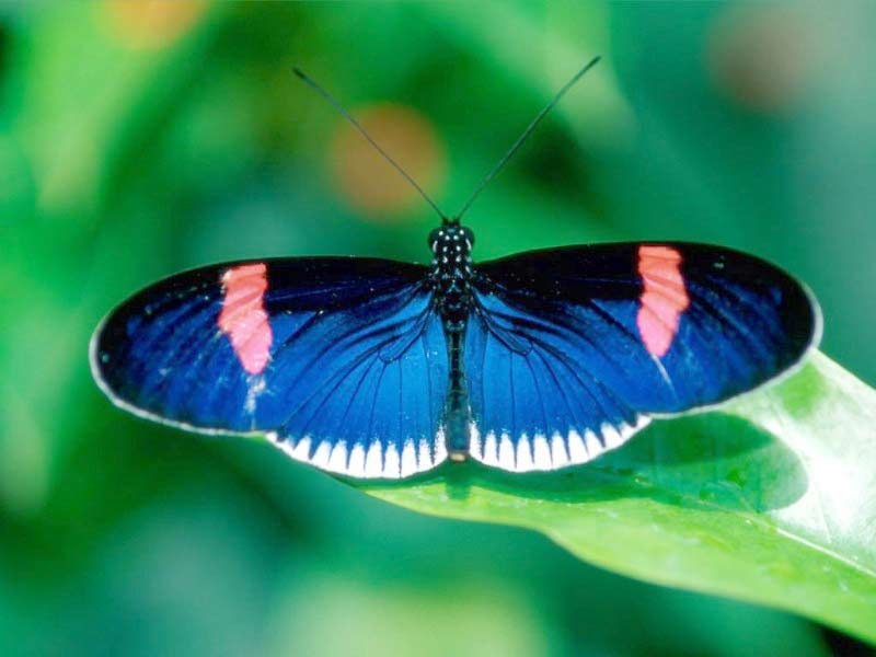 [blue-butterfly[10].jpg]