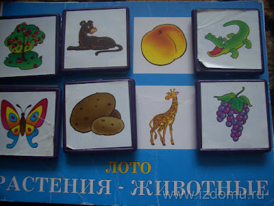 лото лото