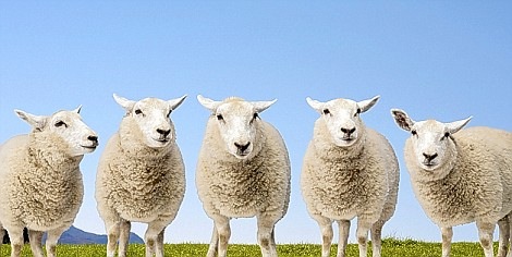[sheep[3].jpg]