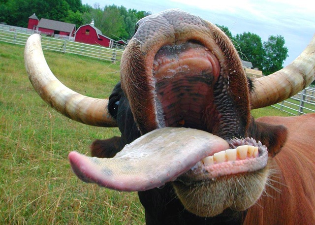 [cow_1024[7].jpg]