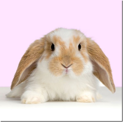 rabbit