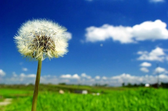 [1dandelion[3].jpg]