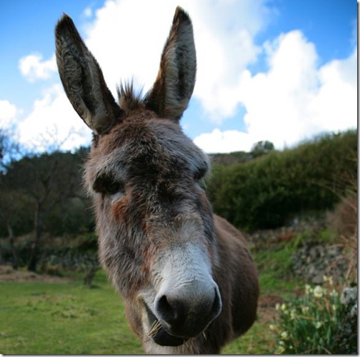 donkey