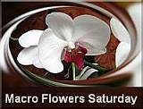 Macro Flowers Saturday badge 4