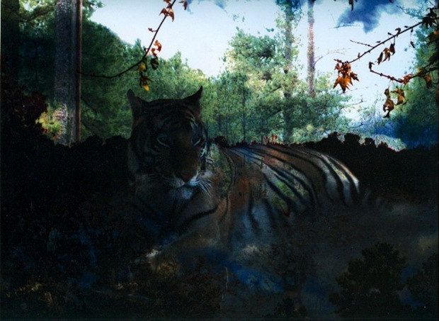 Tiger-photo-manipulation