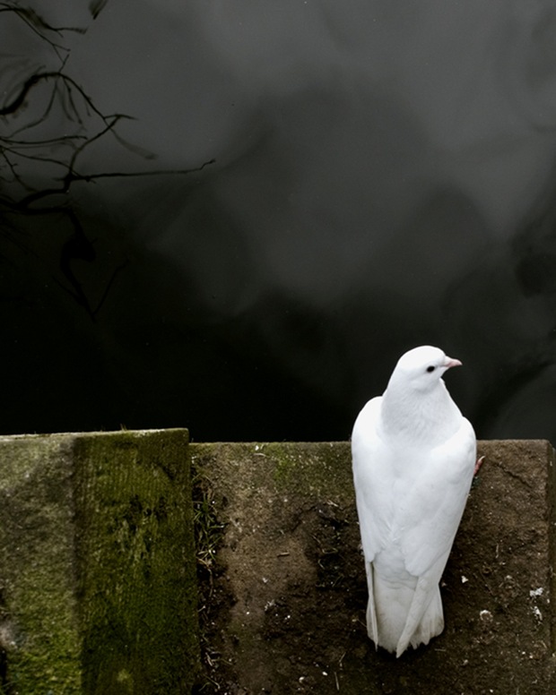 Pondering-Dove-photography
