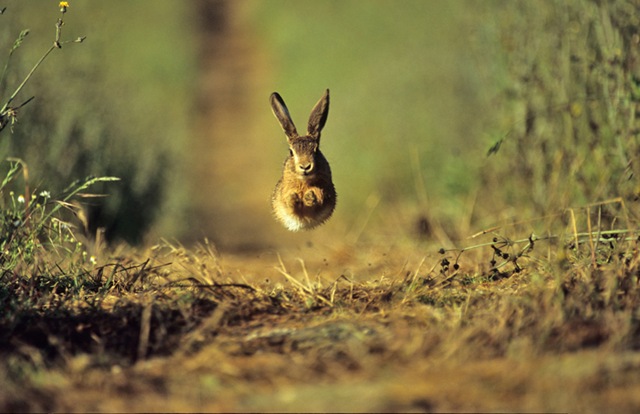 [YoungBrownhare3.jpg]