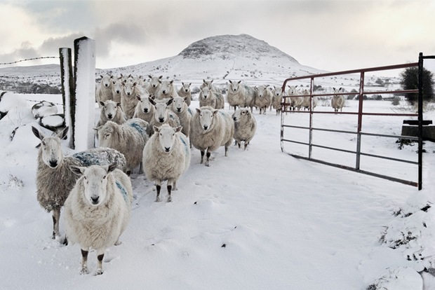 Snowy-Sheep-in-snow