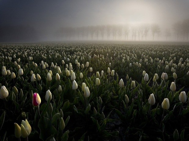Tulip-field-photography in Netherlands