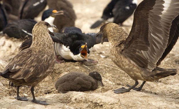 War of Skuas and King Shag at Falkland Island. War of Skuas and King Shag at Falkland Island.