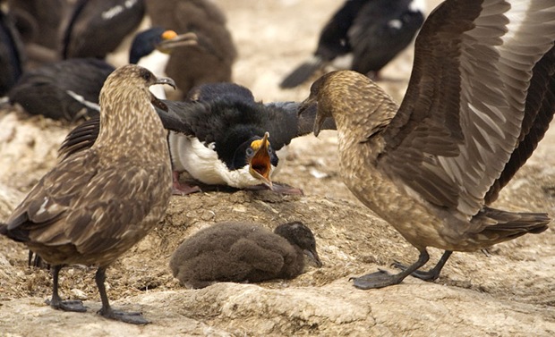 War of Skuas and King Shag at Falkland Island.