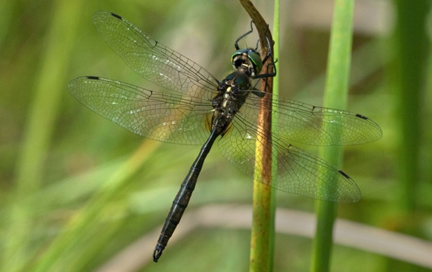 Photography of Hine's emerald dragonfly - Lockport Prairie, Lockport, Illinois