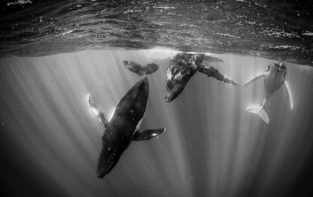 [Humpback-Whales-black-and-white-photography[3].jpg]