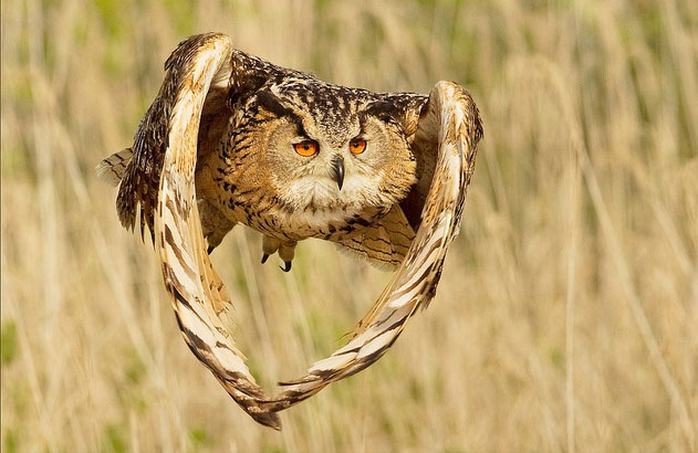 [Flying-Owl-photography[3].jpg]