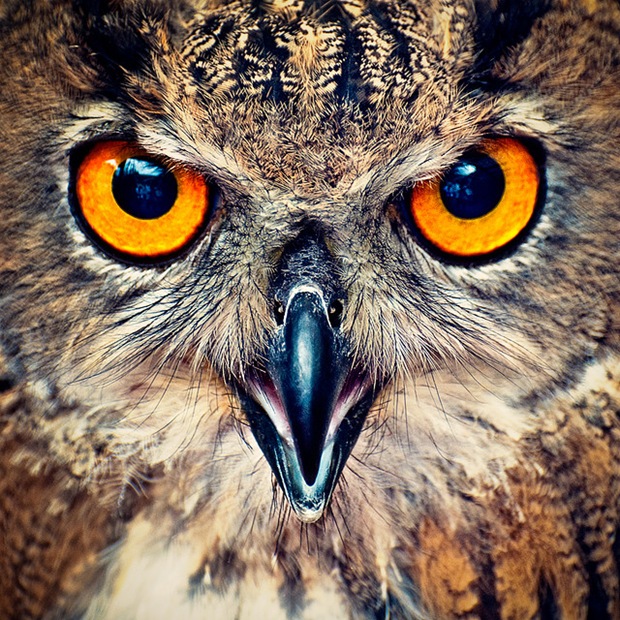 European uhu, captured at a bird of prey demonstration show @ Nieuwe Niedorp, North-Holland, Netherlands.