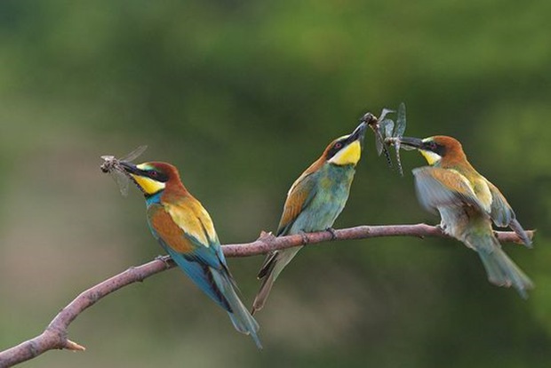 Wildlife-photography-of-birds1