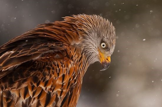 [prey-Birds-photography-eagle[3].jpg]