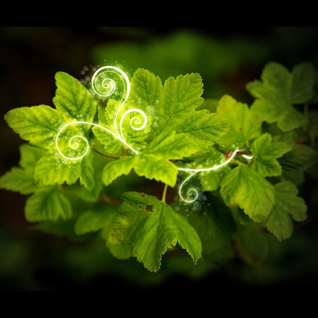 Green leaf Apple ipad Wallpaper Green leaf Apple ipad Wallpaper