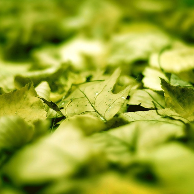 green-leaf-ipad-wallpaper