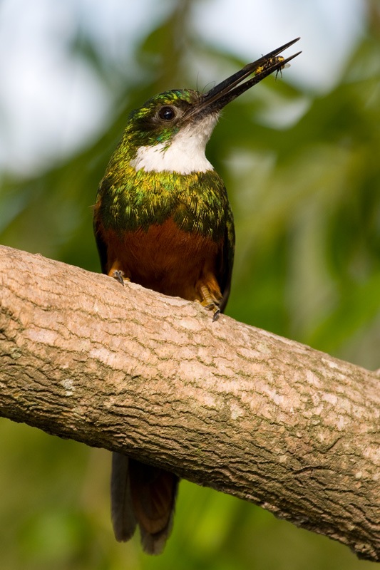 Animal-photography-of-bird-Ariramba