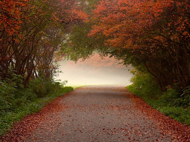 Fall-foliage Fall-foliage