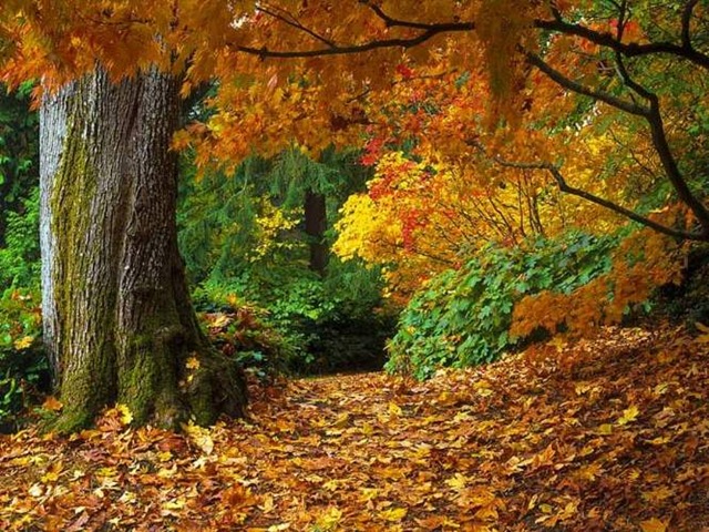[13Fallleaves3.jpg]