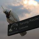 Yellow-crested Cockatoo  