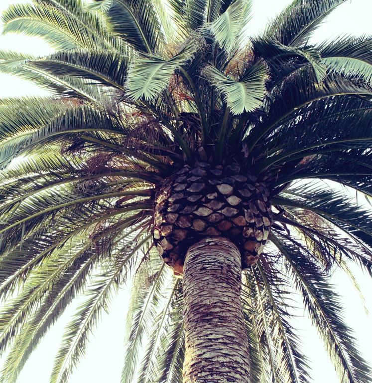 [palmtree2[5].jpg]