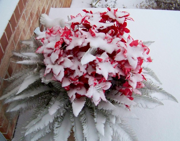 [poinsettias110.jpg]
