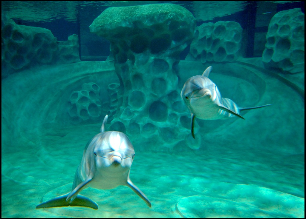 [Two curious dolphins[4].jpg]
