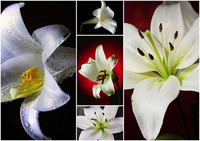 [FLOR CANCER1[4].jpg]