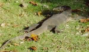 big lizzard
