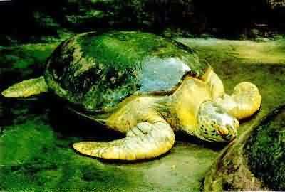 green turtle