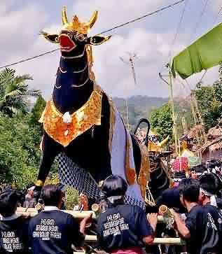 black cow black cow
