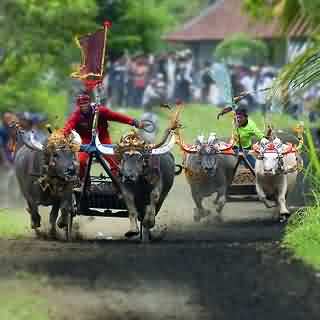 makepung