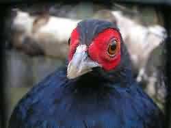 Salvadoris Pheasant