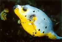 angelfish