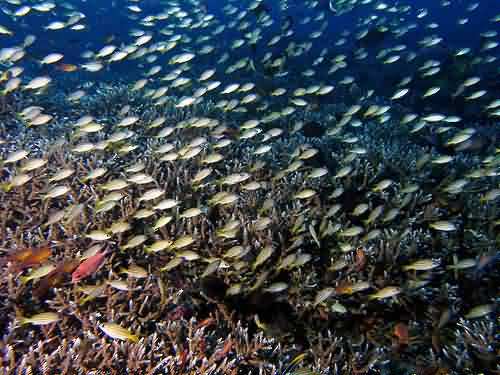 bunaken