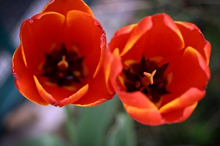 tulips (1 of 1)