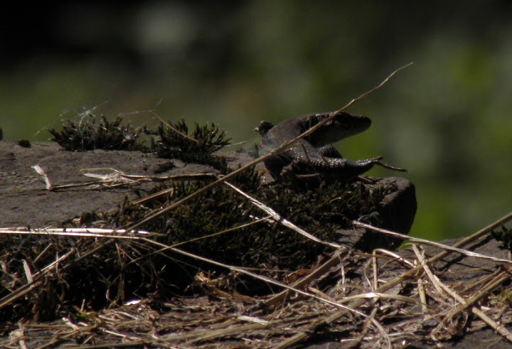 deux lezards Lezard2queues