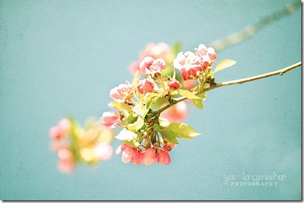 flower.heyzee.flickr.