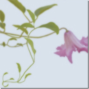 clematis.classiccard.hermanyu.com