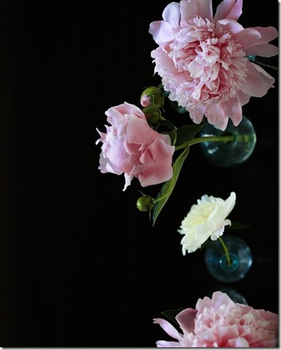 Peony no.3316.kariherer.etsy